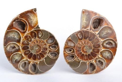 Fossils