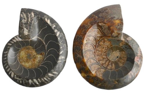 Ammonites
